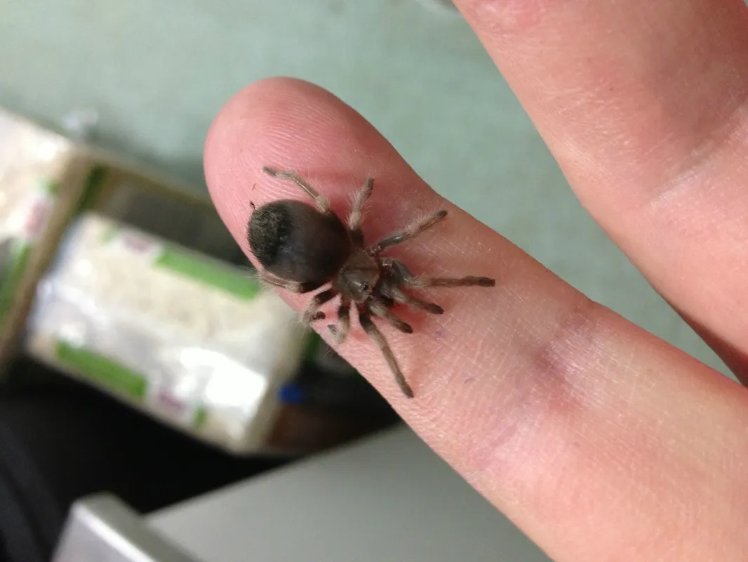 20668 tarantula cage size