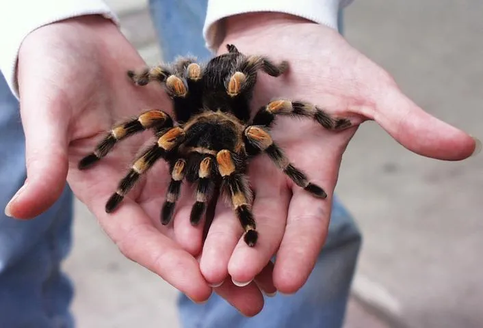 20668 tarantula hiding spot