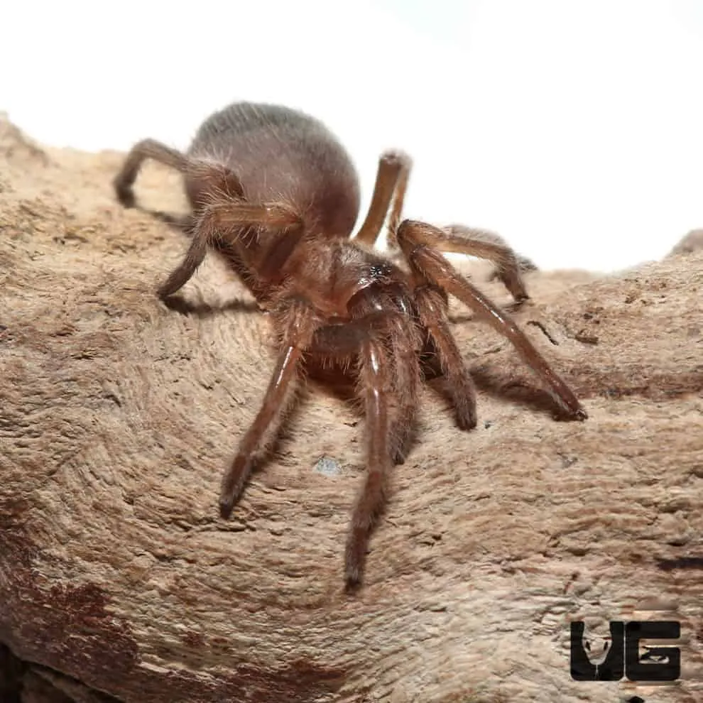 20668 tarantula ventilation