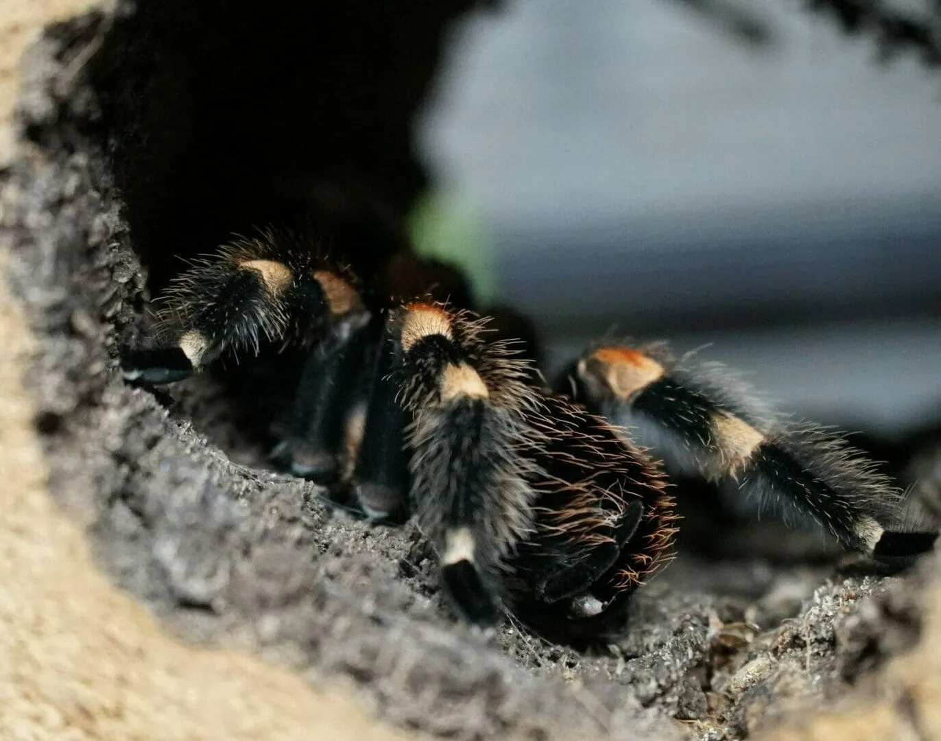 /img/20668-tarantula-water-dish.webp