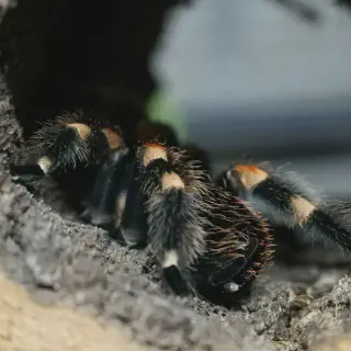 /img/20668-tarantula-water-dish.webp