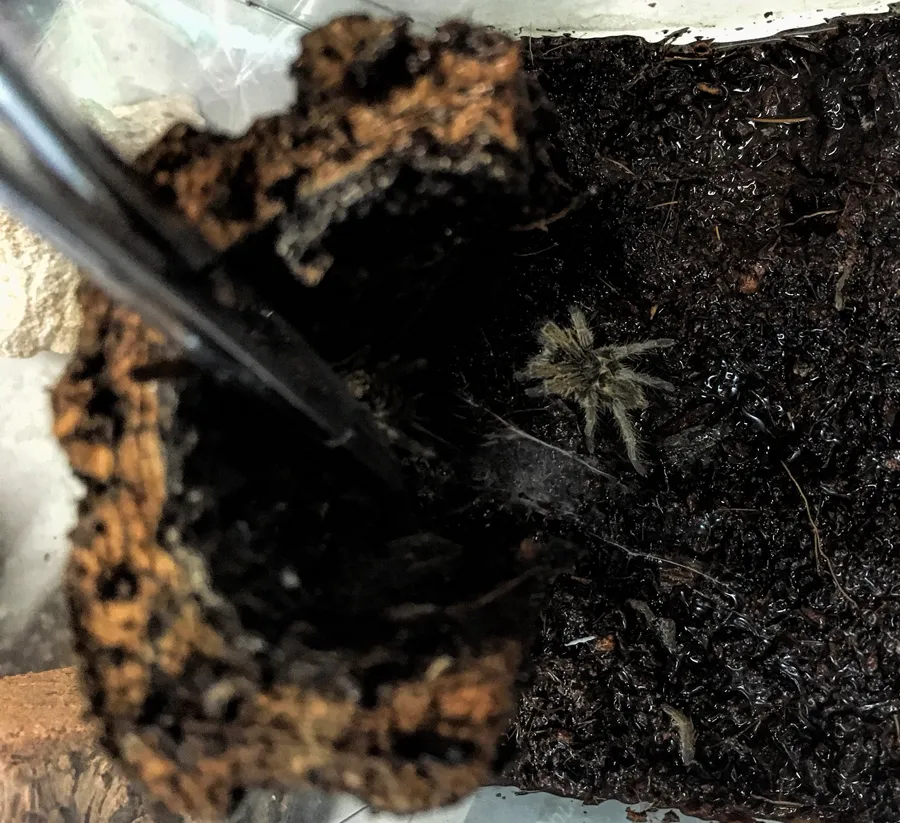 20669 tarantula habitat setup