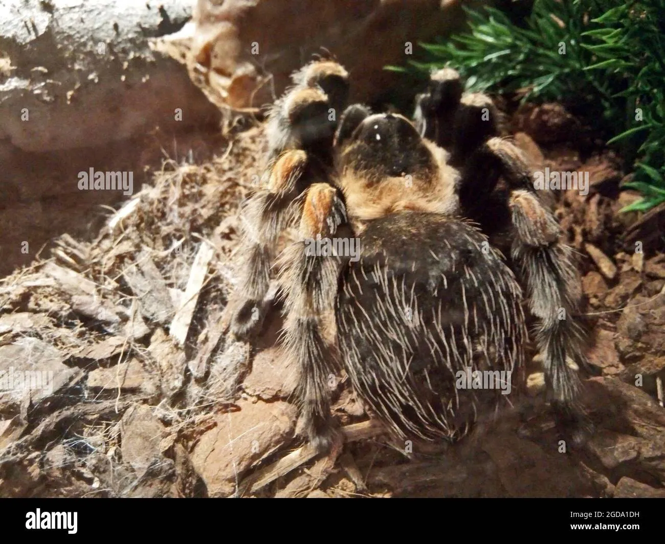 20669 ventilation tarantula cage