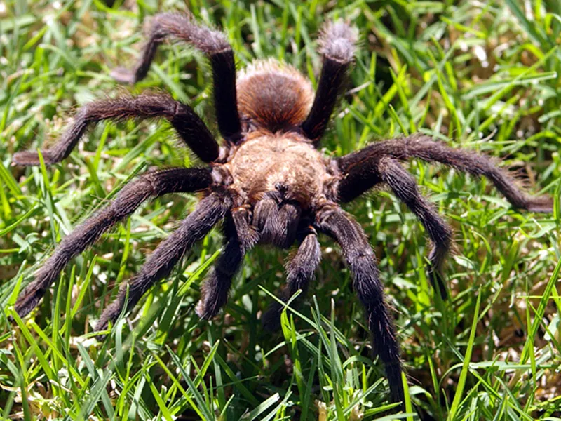 20671 protecting tarantula habitat