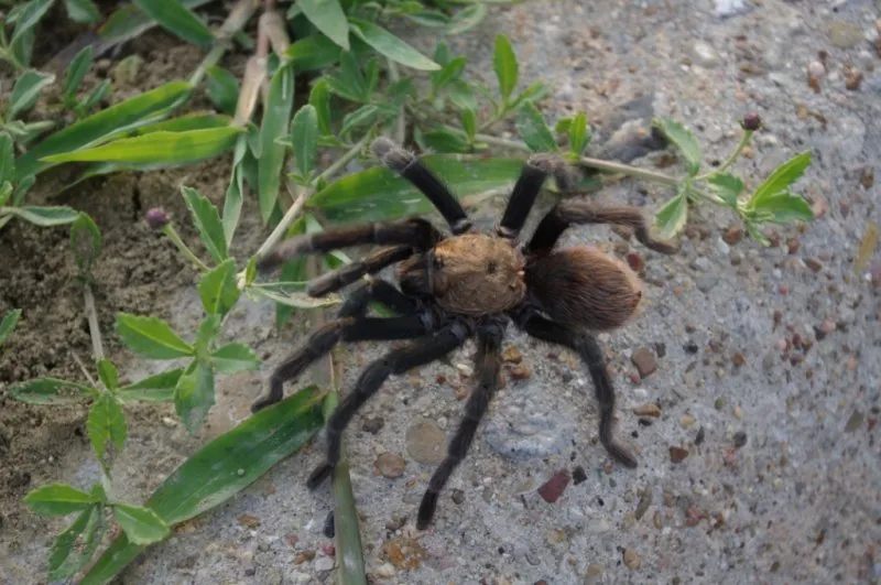 20671 tarantula bite
