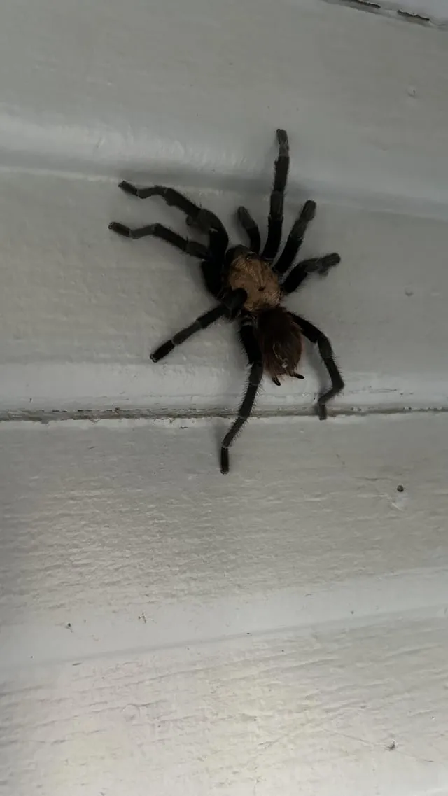 20671 tarantula encounter