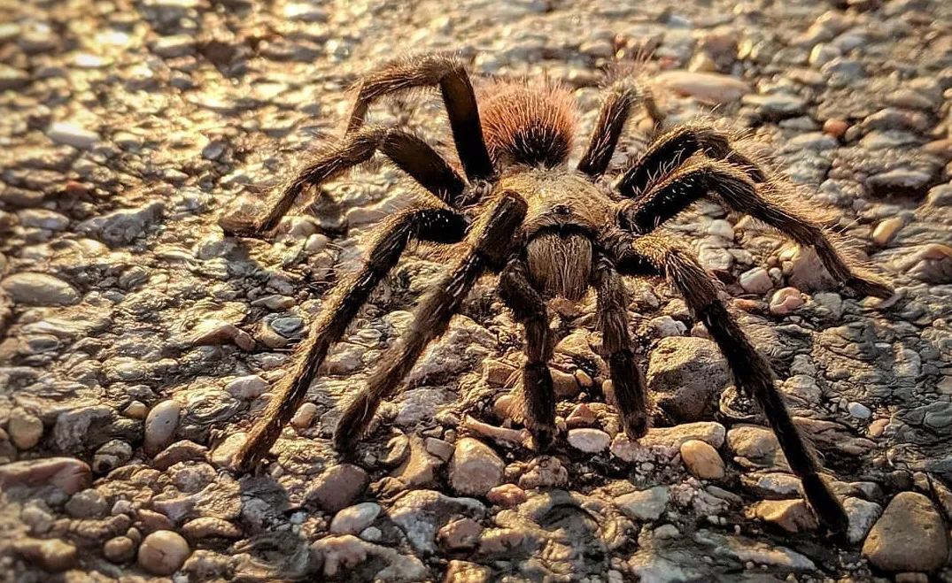 /img/20671-tarantula-facts.webp