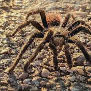 /img/20671-tarantula-facts.webp