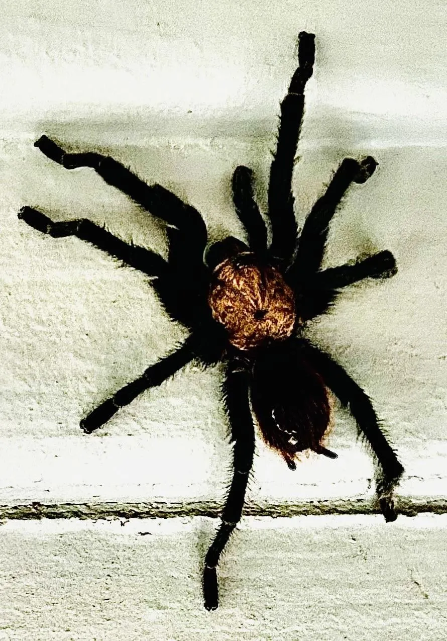 20671 tarantula mating