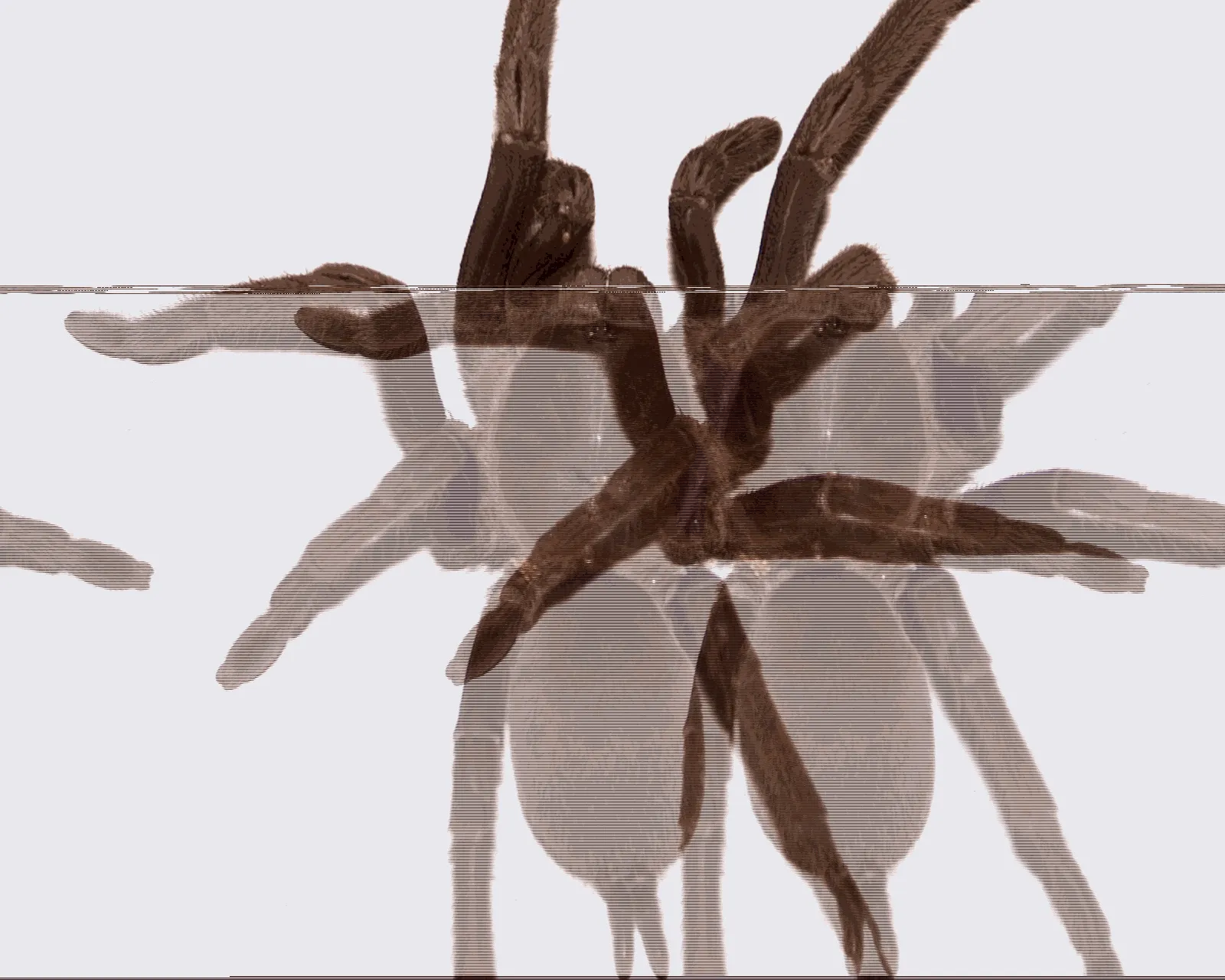 20672 philippine dwarf tarantula enclosure