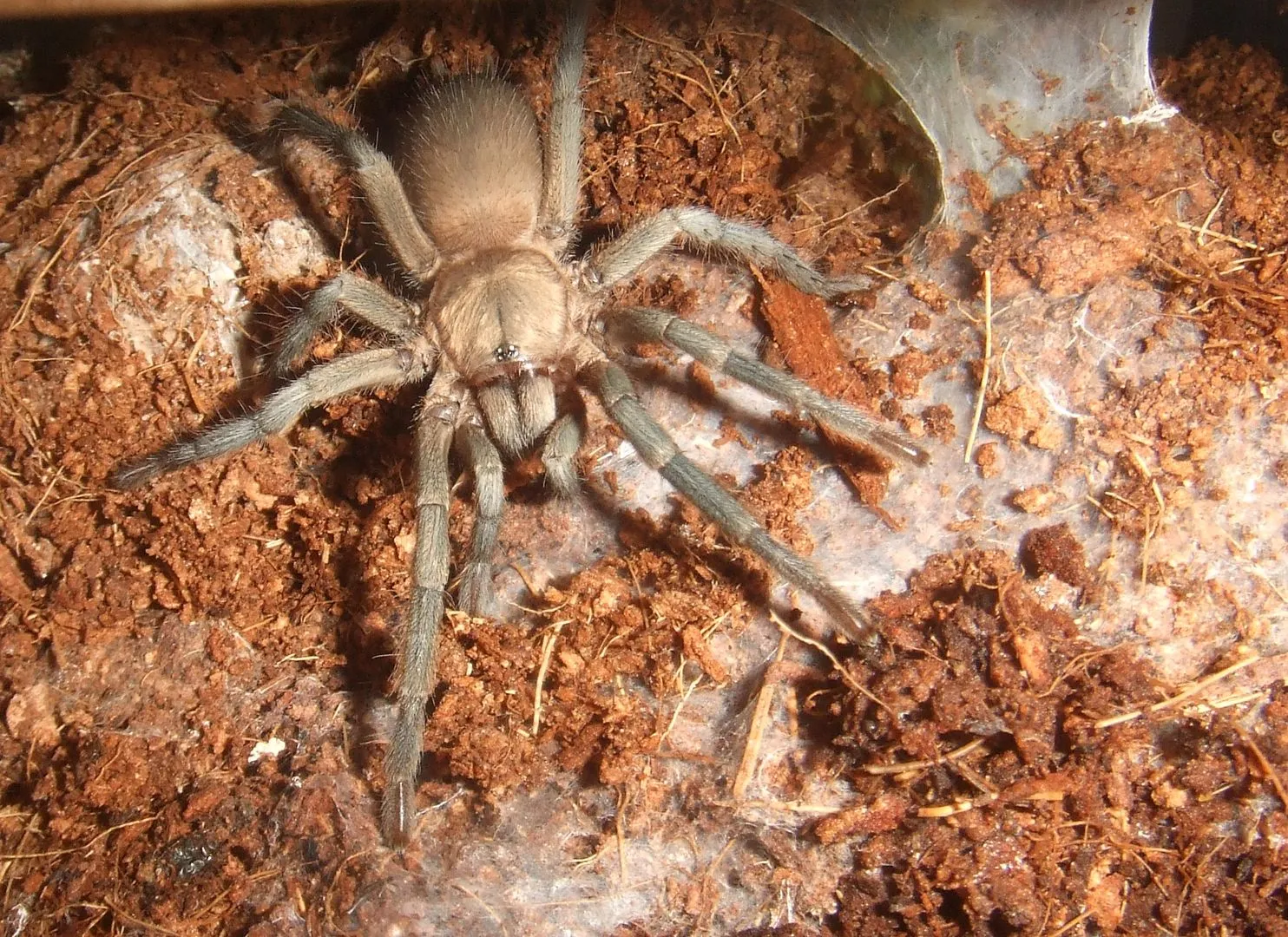 20672 philippine dwarf tarantula feeding