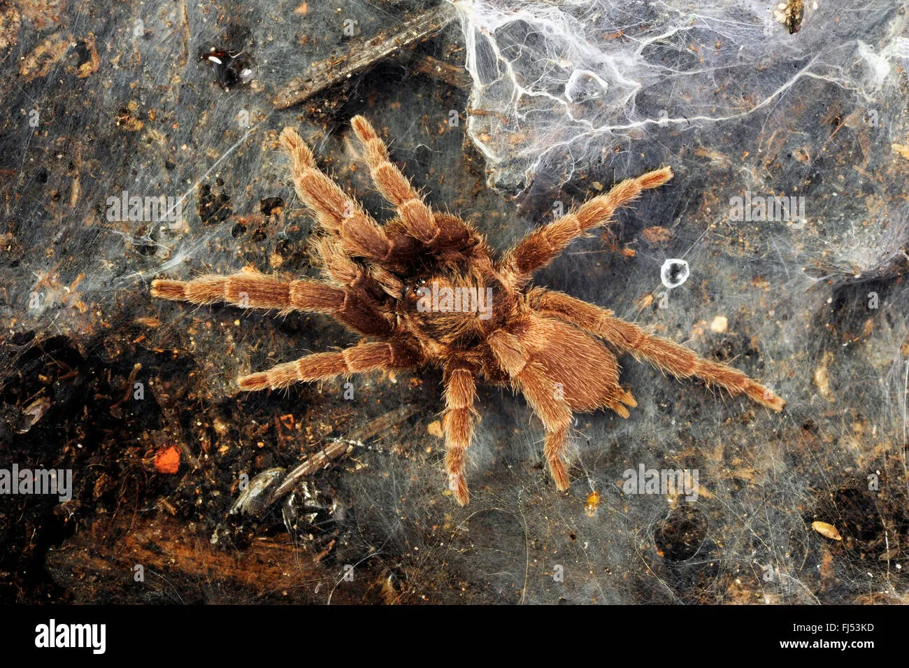 20672 philippine dwarf tarantula handling
