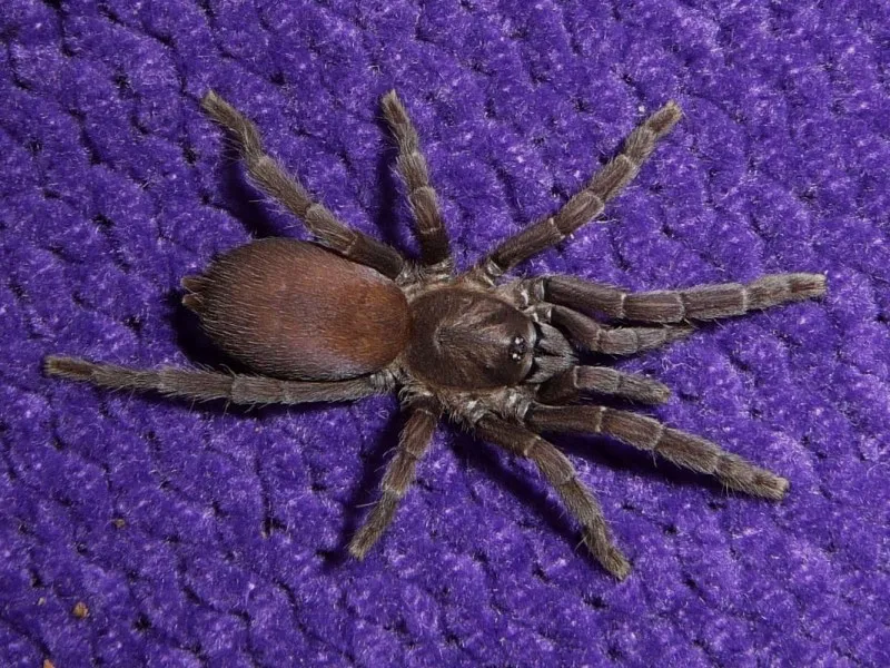 /img/20672-philippine-dwarf-tarantula-molting.webp