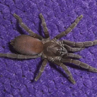 /img/20672-philippine-dwarf-tarantula-molting.webp