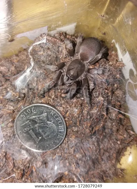 20672 philippine dwarf tarantula size