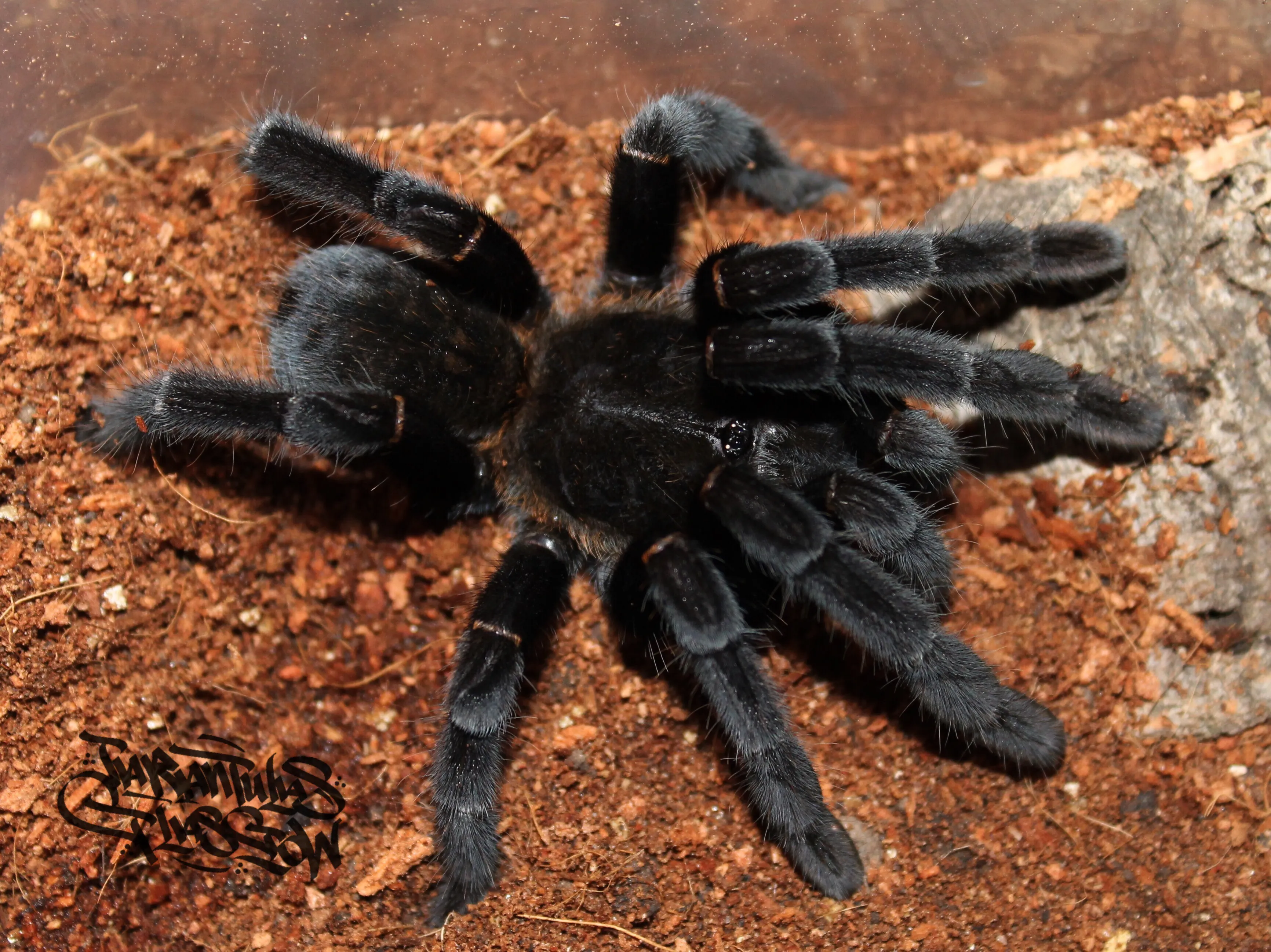 20673 haplopelma tarantula enclosure