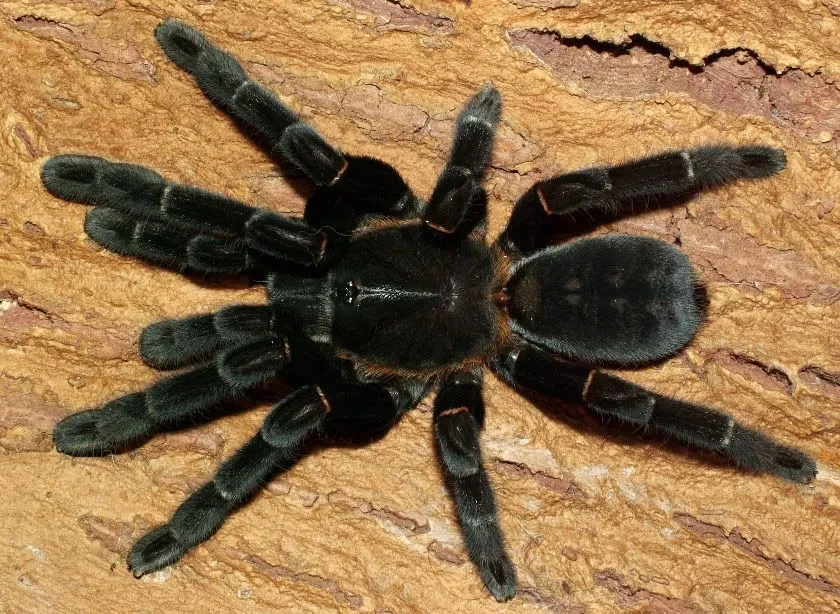 20673 haplopelma tarantula feeding