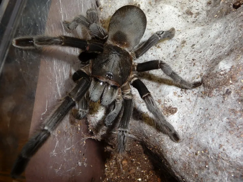 20673 haplopelma tarantula habitat