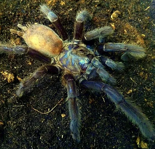 20673 haplopelma tarantula handling
