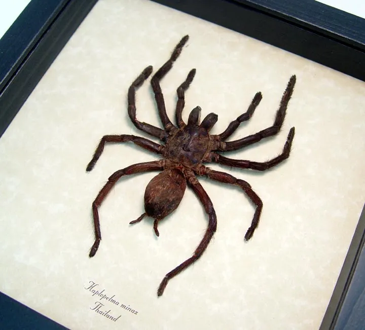 20673 haplopelma tarantula mites