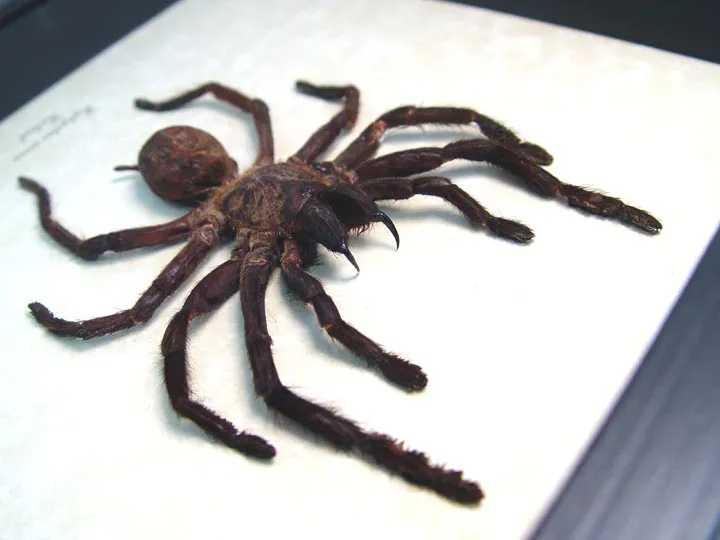 /img/20673-haplopelma-tarantula-molting.webp
