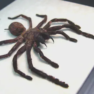 /img/20673-haplopelma-tarantula-molting.webp