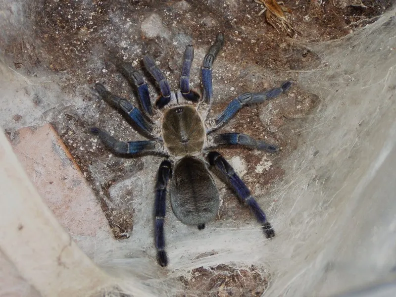 20673 haplopelma tarantula overview