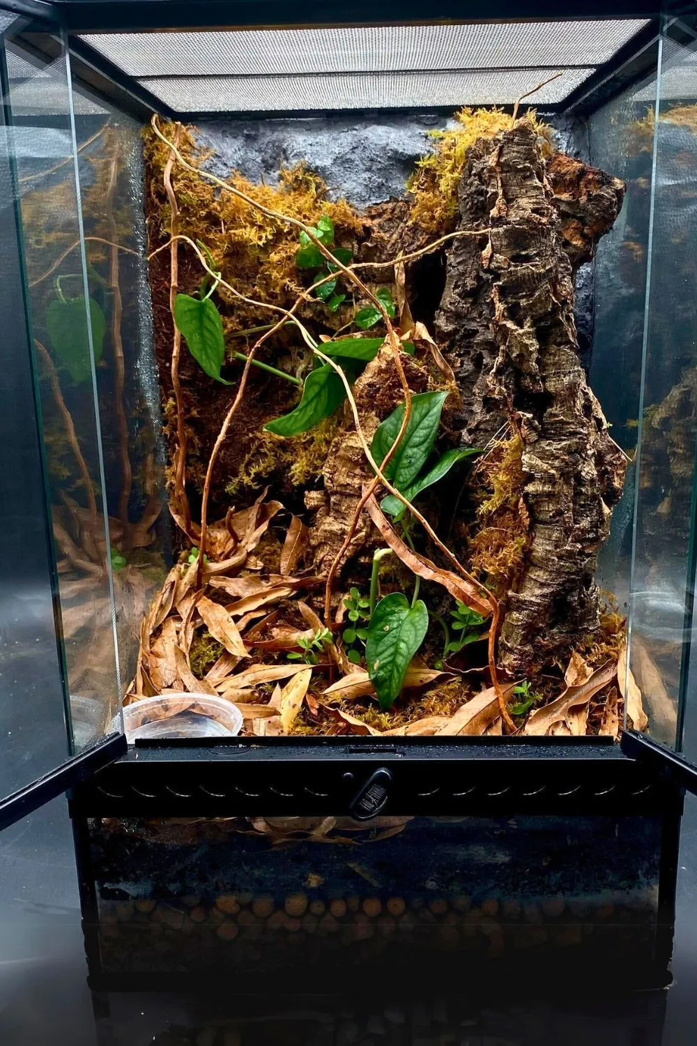/img/20674-tarantula-watering-plant.webp