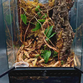 /img/20674-tarantula-watering-plant.webp