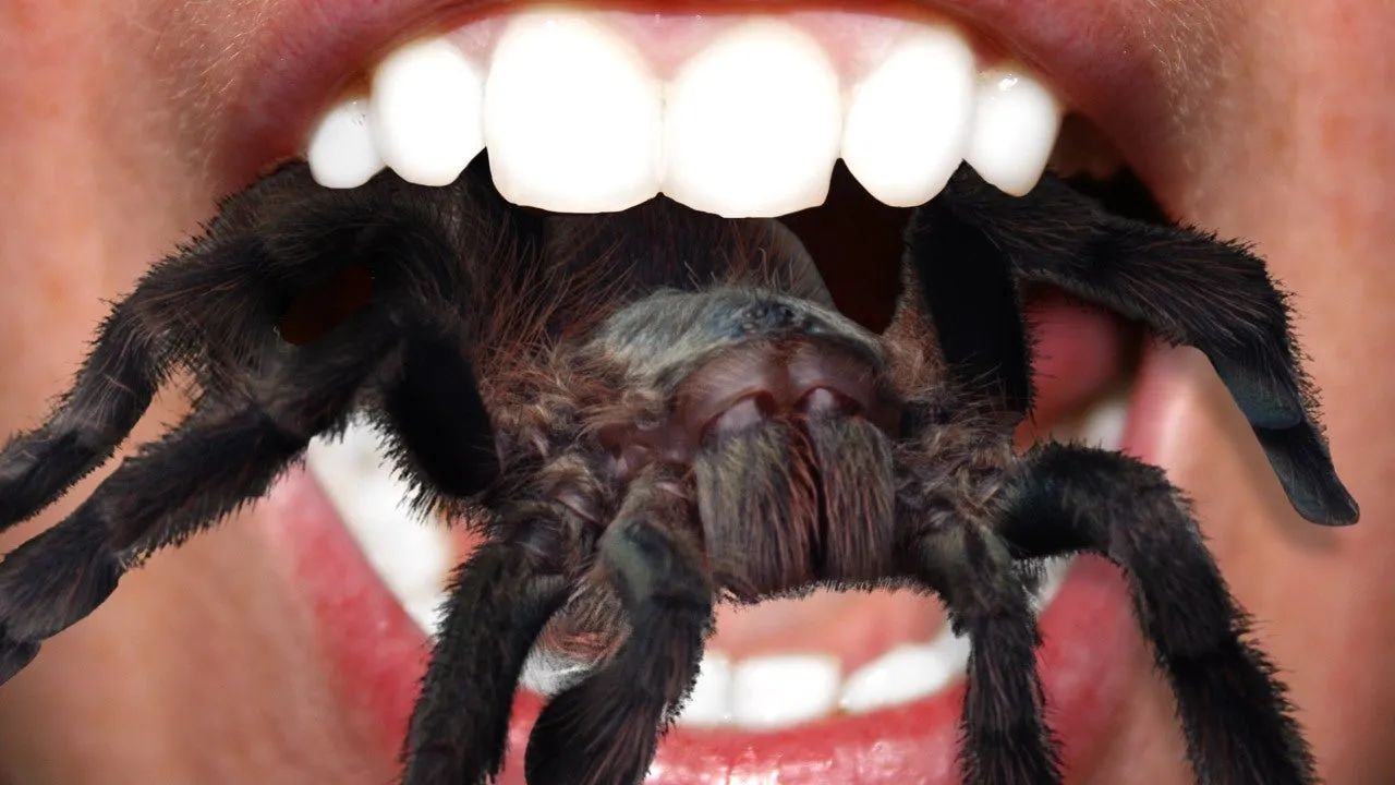20675 roasted tarantula