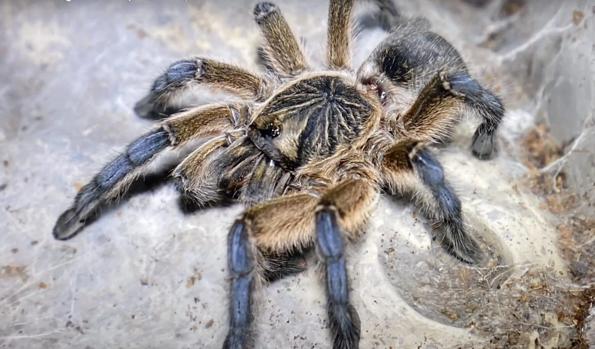 /img/20675-tarantula-market.webp