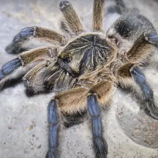 /img/20675-tarantula-market.webp