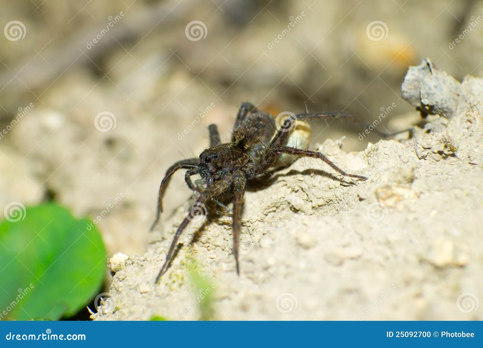 20675 tarantula plate