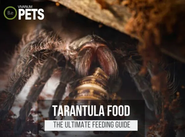 20675 tarantula species