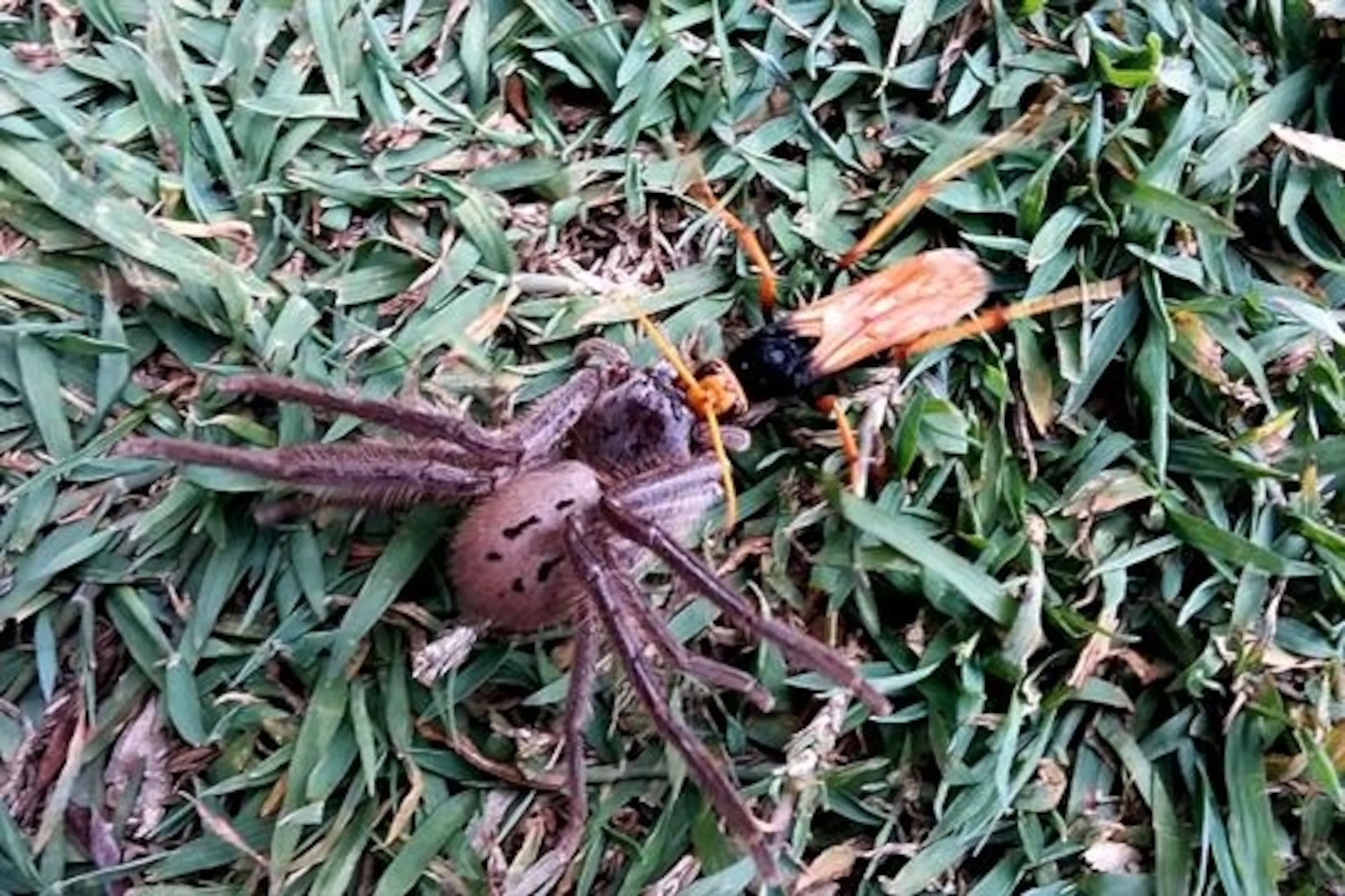 20676 spider wasp flying