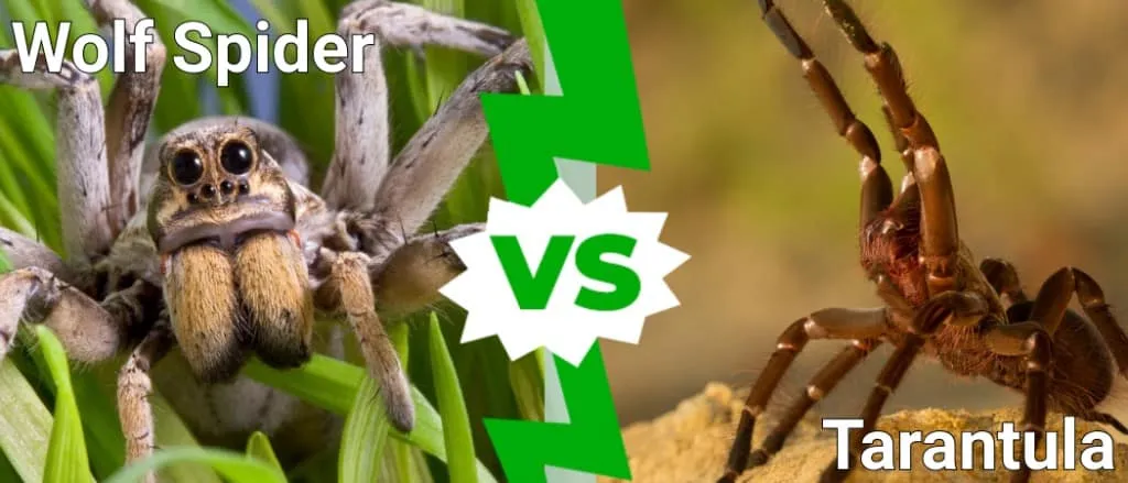 /img/20676-spider-wasp-geographic-distribution.webp