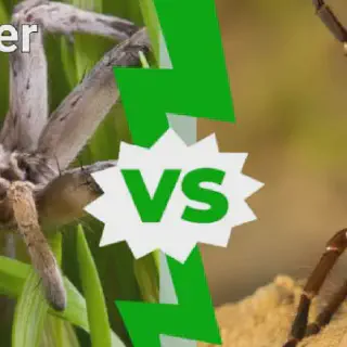 /img/20676-spider-wasp-geographic-distribution.webp