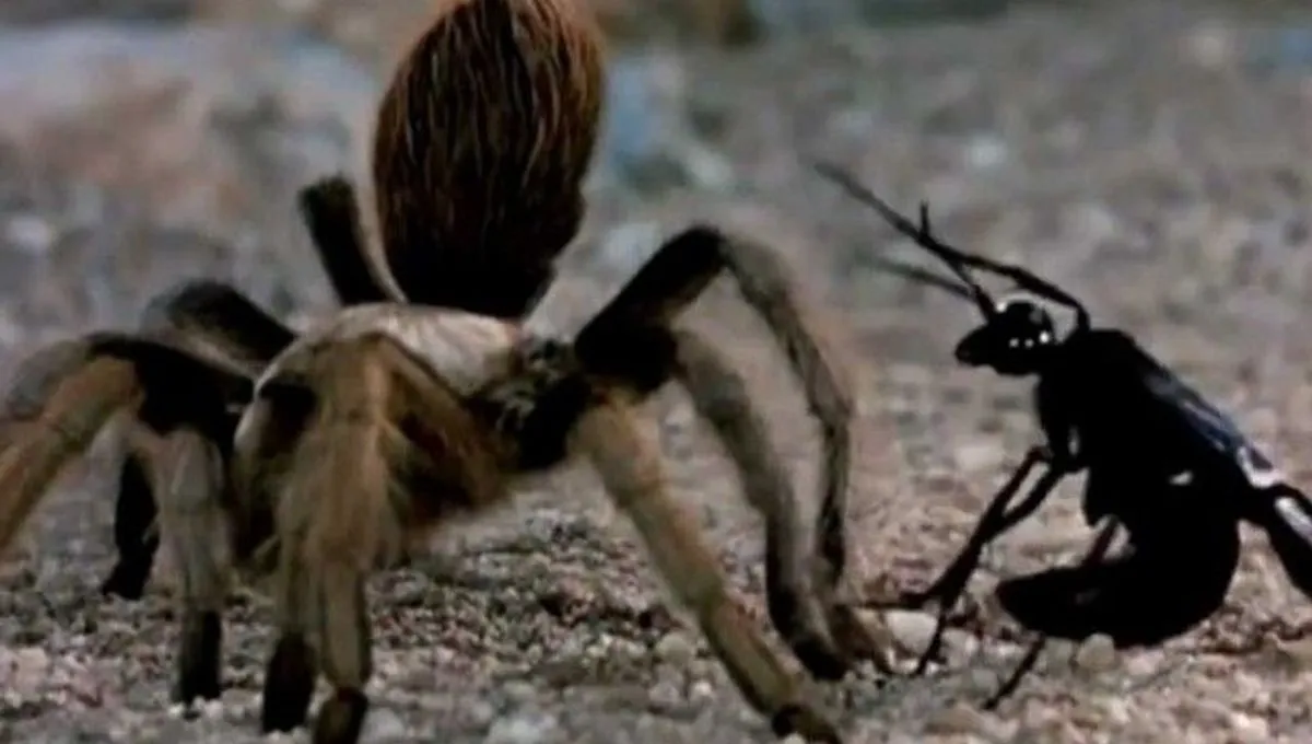 20676 spider wasp injecting venom