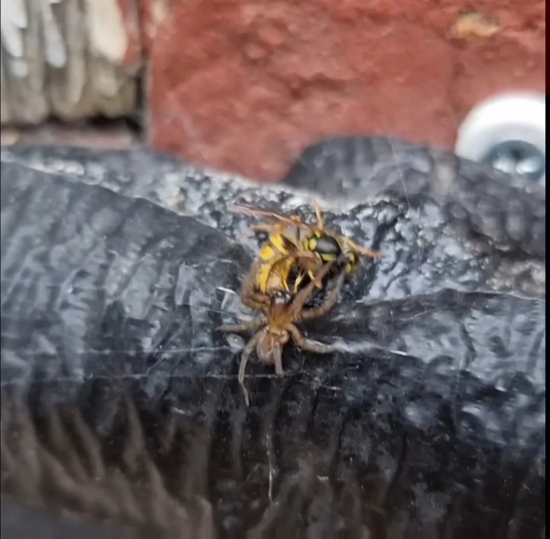20676 spider wasp laying eggs