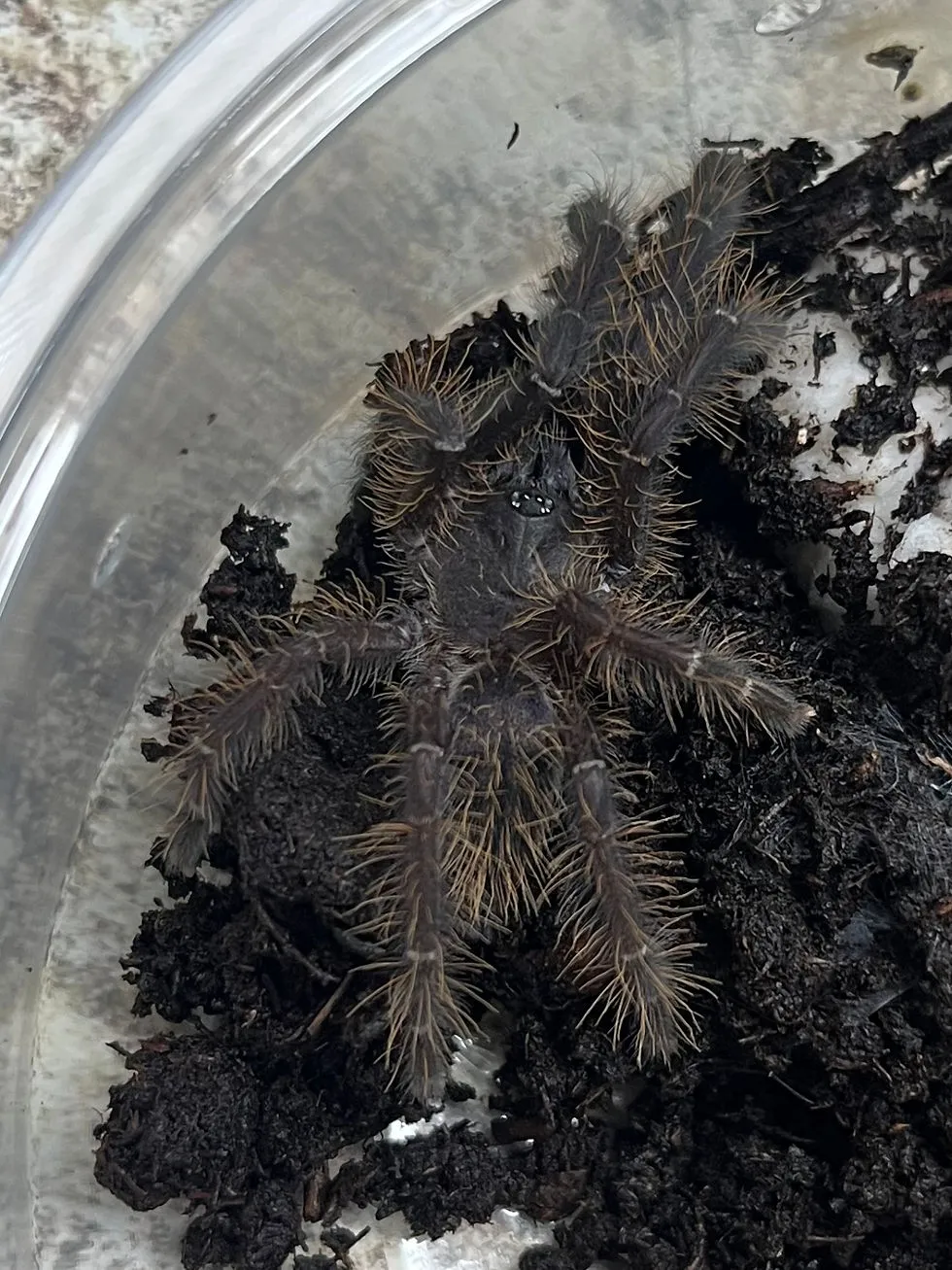 20678 singapore blue tarantula enclosure