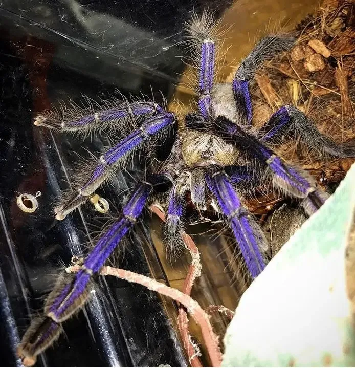 20678 singapore blue tarantula molting