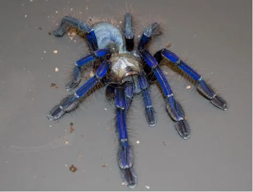 /img/20678-singapore-blue-tarantula-size-comparison.webp