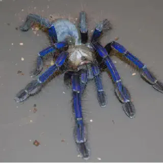 /img/20678-singapore-blue-tarantula-size-comparison.webp