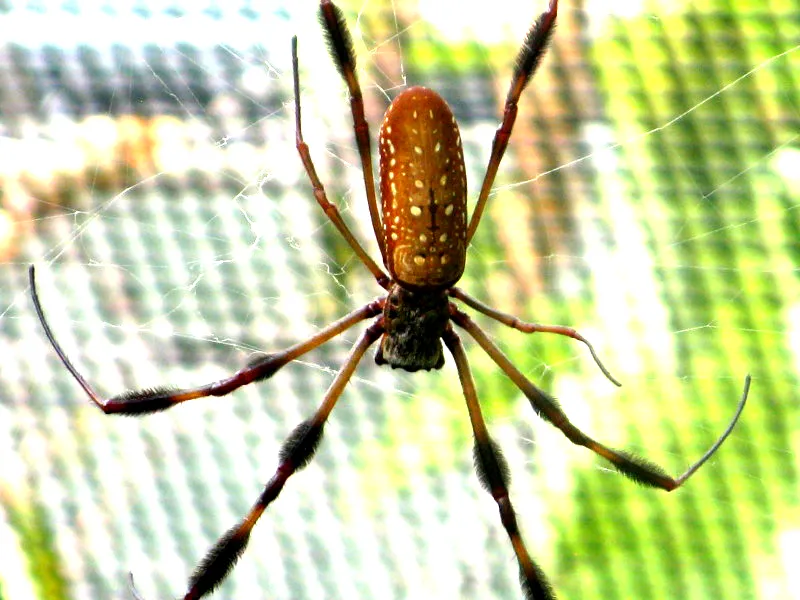 20680 tarantula spider behavior