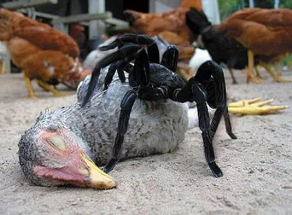 /img/20680-tarantula-spider-healthy.webp