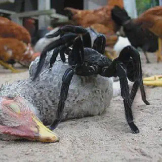 /img/20680-tarantula-spider-healthy.webp