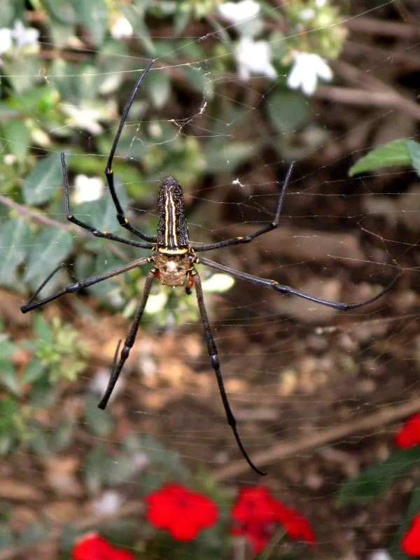 20680 tarantula spider metabolism