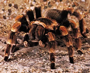 20680 tarantula spider water