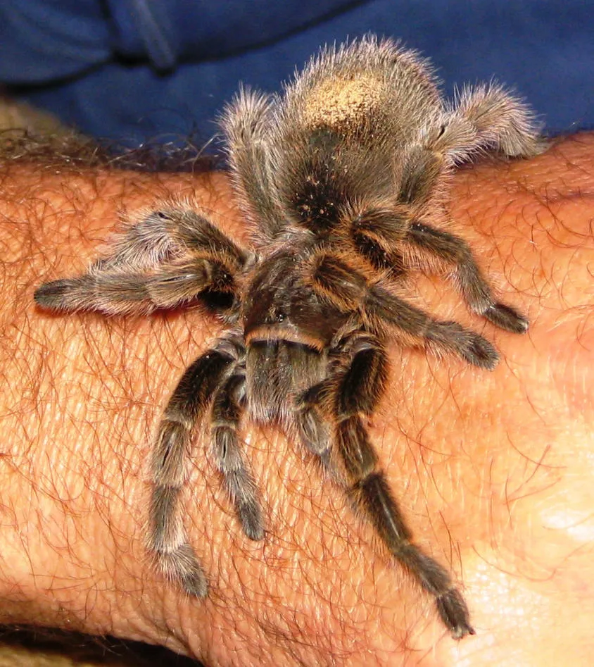 20684 tarantula enclosure