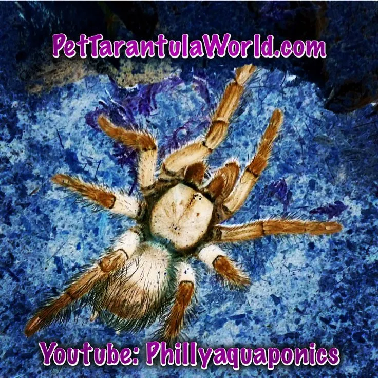 20684 tarantula handling